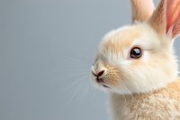 Close up portrait of adorable cream-colored baby bunny with pink ears and dark eyes against light gray background, showing sweet expression and soft fur.