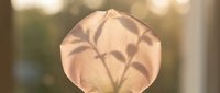 Delicate leaf shadow cast on human palm against soft blurred natural background creating artistic botanical silhouette for wellness and nature concepts.