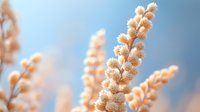 Delicate peach-colored wildflowers against soft blue sky background, macro nature photography showing detailed flower spikes in dreamy morning light with bokeh effect.