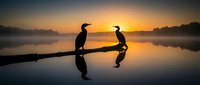 Two cormorants perched on a log at sunrise, silhouetted against golden water reflections. Wildlife and nature photography for editorial and design use.