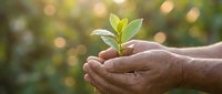 Hands gently holding young green plant seedling with soft bokeh background symbolizing growth, care, environmental protection and new life concepts.