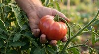 Hand holding fresh ripe red tomato in garden with green leaves. Organic farming harvest concept for healthy eating and agriculture lifestyle.