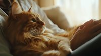 Ginger long-haired cat relaxing on cozy bed in warm sunlight, looking away thoughtfully. Soft morning atmosphere creates peaceful domestic scene.
