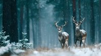 Two majestic stags with antlers standing in snowy winter forest during snowfall, creating atmospheric wildlife scene for nature and seasonal content.