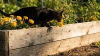 Tabby cat exploring wooden raised garden bed with bright orange marigold flowers in sunny backyard setting for pet and gardening themes.