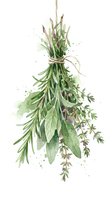 Watercolor illustration of a hanging dried herb bundle featuring rosemary, sage, and thyme tied with twine, isolated on white background for culinary and botanical design use.