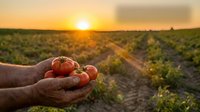 Fresh ripe tomatoes held in farmer hands at sunset over agricultural field rows. Organic harvest concept for healthy food and sustainable farming.