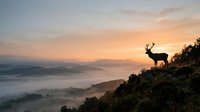Silhouetted deer standing on misty mountain ridge at sunrise with layered valleys and golden sky, wildlife landscape photography.