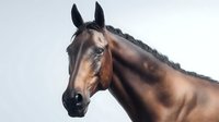 Brown horse with black mane and markings, isolated on white background, suitable for equestrian design, print, and educational materials.