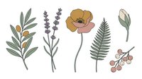 Botanical line art illustrations featuring olive branch, lavender stems, golden poppy flower, fern leaf, and berry sprigs isolated on white background, ready for design projects, textiles, and decorative applications.