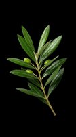 Olive branch with green leaves and small fruits isolated on transparent background, ready for t-shirt design, clipart, stickers, sublimation and print-on-demand products.