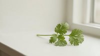 Fresh green cilantro herb leaves on white surface with natural window light, suitable for food styling, culinary blogs, recipe illustrations, and healthy cooking content.