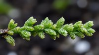 Fresh green spring branch with water drops on small leaves against dark blurred background, macro nature photography showing morning dew details.