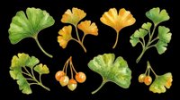 Ginkgo biloba leaves and berries isolated on transparent background, ready for t-shirt design, clipart, stickers, sublimation and print-on-demand projects.