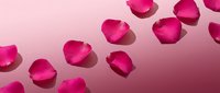 Fresh pink rose petals scattered on a soft pink gradient background, creating a romantic and elegant flat lay composition for beauty and wellness.