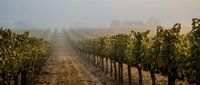 Misty morning vineyard rows with grapevines in golden sunlight creating atmospheric farming landscape for wine industry and agricultural concepts.