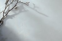 Minimalist winter composition with bare tree branch casting dramatic shadows on white textured surface, creating subtle artistic contrast and depth.