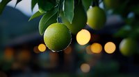 Fresh green lime hanging on tree branch with blurred warm bokeh lights in background creating magical evening garden atmosphere.