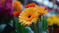 Vibrant yellow gerbera daisy in full bloom with detailed center and delicate petals against soft blurred background, macro floral photography for nature and garden themes.