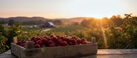 Fresh red apples in rustic wooden crate at sunset with rolling hills and farmland in background. Harvest season agricultural produce for healthy eating concepts.