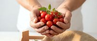 Fresh ripe cherry tomatoes with green leaves held in cupped hands, organic harvest concept for healthy eating and farm-to-table cooking.