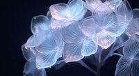 Delicate translucent hydrangea flowers with ethereal blue and pink tones against dark background for elegant floral design and botanical art projects.