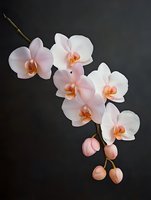 Elegant pink and white orchid branch with delicate blooms and unopened buds against dark background, perfect for spa, wellness, or luxury design projects.