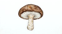 Watercolor illustration of a brown mushroom with cream-colored stem and gills, isolated on white background, suitable for botanical designs, educational materials, and culinary publications.