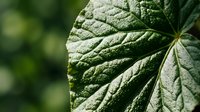 Macro shot of a green leaf with detailed veins and texture, showing natural botanical structure and organic patterns for nature, gardening, and environmental design projects.