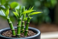 Lucky bamboo stalks growing in black pot with soil, fresh green leaves and nodes against blurred background, feng shui plant for home decor and good fortune.