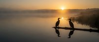 Two cormorants perched on a wooden branch over misty water at sunrise, silhouetted against golden light reflecting on calm lake surface.