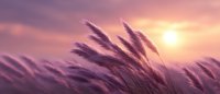 Dreamy purple pampas grass silhouettes swaying against dramatic sunset sky with glowing sun, creating atmospheric nature background for meditation and wellness.