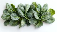 Fresh organic green salvia leaves with silvery frosted texture arranged in natural pattern on white background, isolated for culinary and design projects.