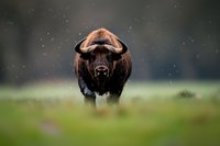 Powerful European bison walking forward in misty morning meadow with bokeh background and water drops in air, dramatic wildlife photography composition.