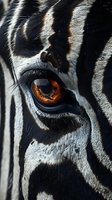 Extreme close-up of zebra eye with amber iris, black and white striped pattern, showing intricate details and textures in dramatic lighting for wildlife photography.