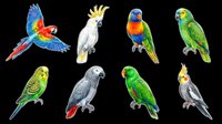 Colorful parrot collection isolated on transparent background, ready for t-shirt design, clipart, stickers, sublimation and print-on-demand products.