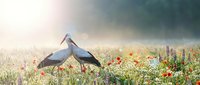 Two white storks standing in colorful wildflower meadow under dramatic stormy sky with sunlight breaking through clouds creating atmospheric nature scene.