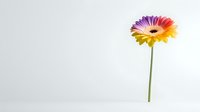 Single rainbow-colored gerbera daisy with long green stem against white background, minimalist composition showing gradient from purple to yellow petals.