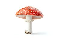 Red and white spotted amanita muscaria mushroom isolated on white background, detailed macro photography showing texture and pattern of classic toadstool.