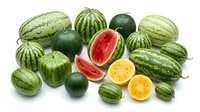 Fresh watermelons and melons collection with cut slices showing red and yellow flesh isolated on white background for healthy eating and summer fruit designs.