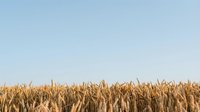 Golden wheat field ready for harvest under clear blue sky creating peaceful rural agricultural landscape for farming and countryside concepts.
