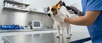 Veterinarian in blue scrubs examining small brown and white dog on metal examination table in clinical setting.