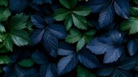 Dark moody composition of green and blue leaves creating natural pattern, dramatic lighting highlights leaf textures and veins against black background.