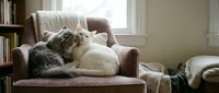 Tabby and white cats relaxing together on brown armchair by window with books and cozy blankets, domestic pet lifestyle scene.