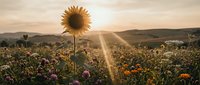 Sunflower stands tall in wildflower meadow at golden hour sunset with warm light rays streaming across rolling hills and colorful blooms creating serene landscape.