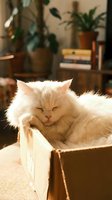 Fluffy cream-colored kitten sleeping peacefully in cardboard box with warm sunlight streaming through cozy living room with houseplants and books in background.