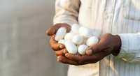 Male hands with dark skin tone holding white eggs in palm, wearing light beige shirt, agricultural or farming concept for food production and harvest.