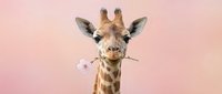 Giraffe holding pink flowers in mouth against soft pastel background, isolated wildlife portrait for greeting cards, nursery decor, and children's design projects.