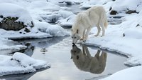 Arctic wolf drinking from frozen stream with perfect reflection in winter landscape surrounded by snow-covered rocks and ice formations.