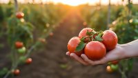 Fresh ripe tomatoes in farmer hand at sunset in organic garden field. Harvest season agriculture concept with natural golden light background.